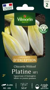 Chicorée Witloof Platine (type Bruxelles) - Graines d'Exception